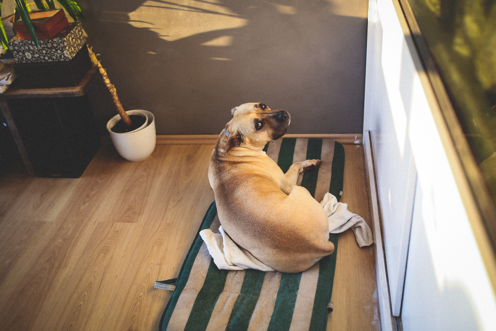 Top Types of Flooring for Dogs